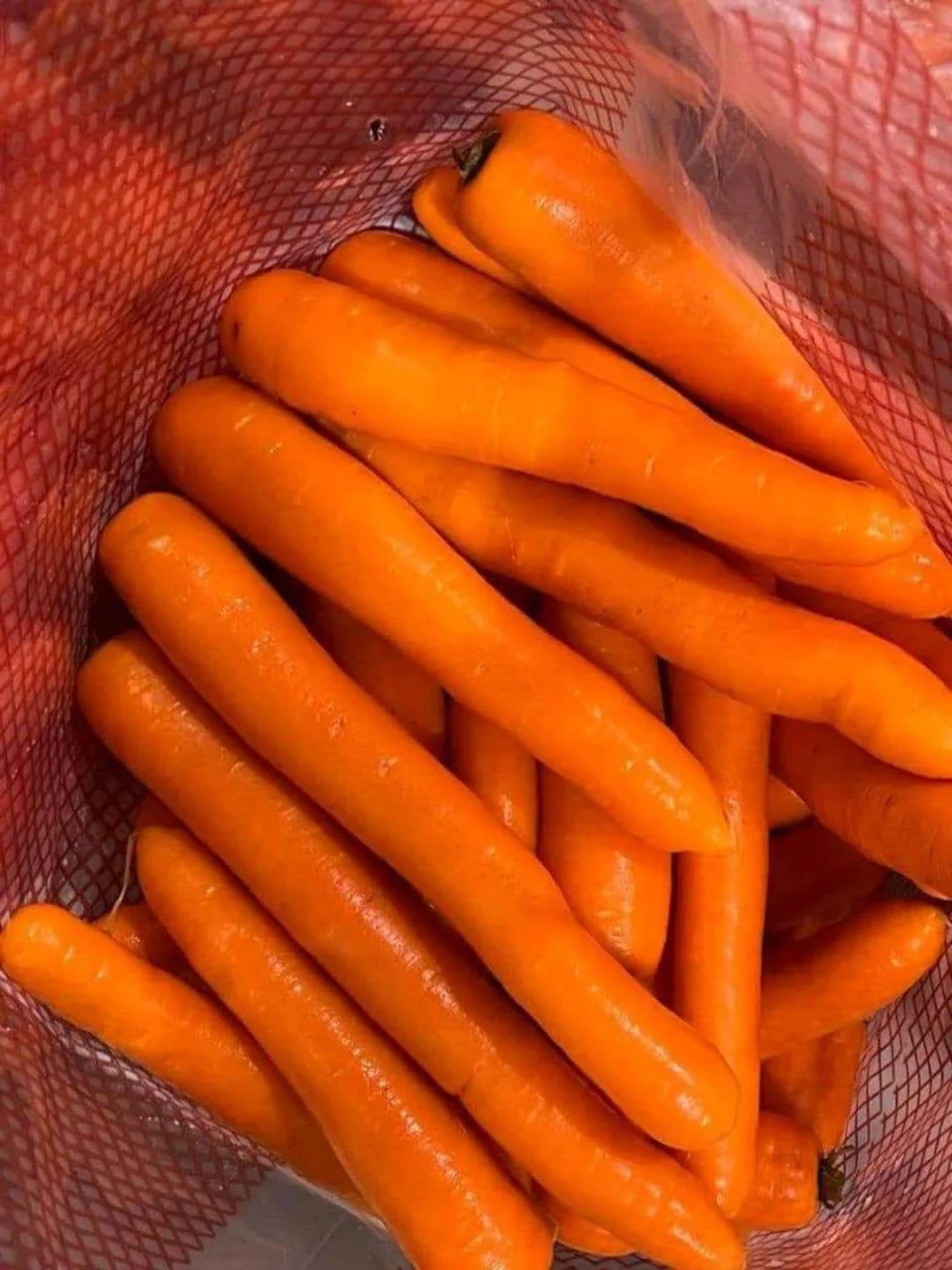 Egyptian carrot export packing and preparation