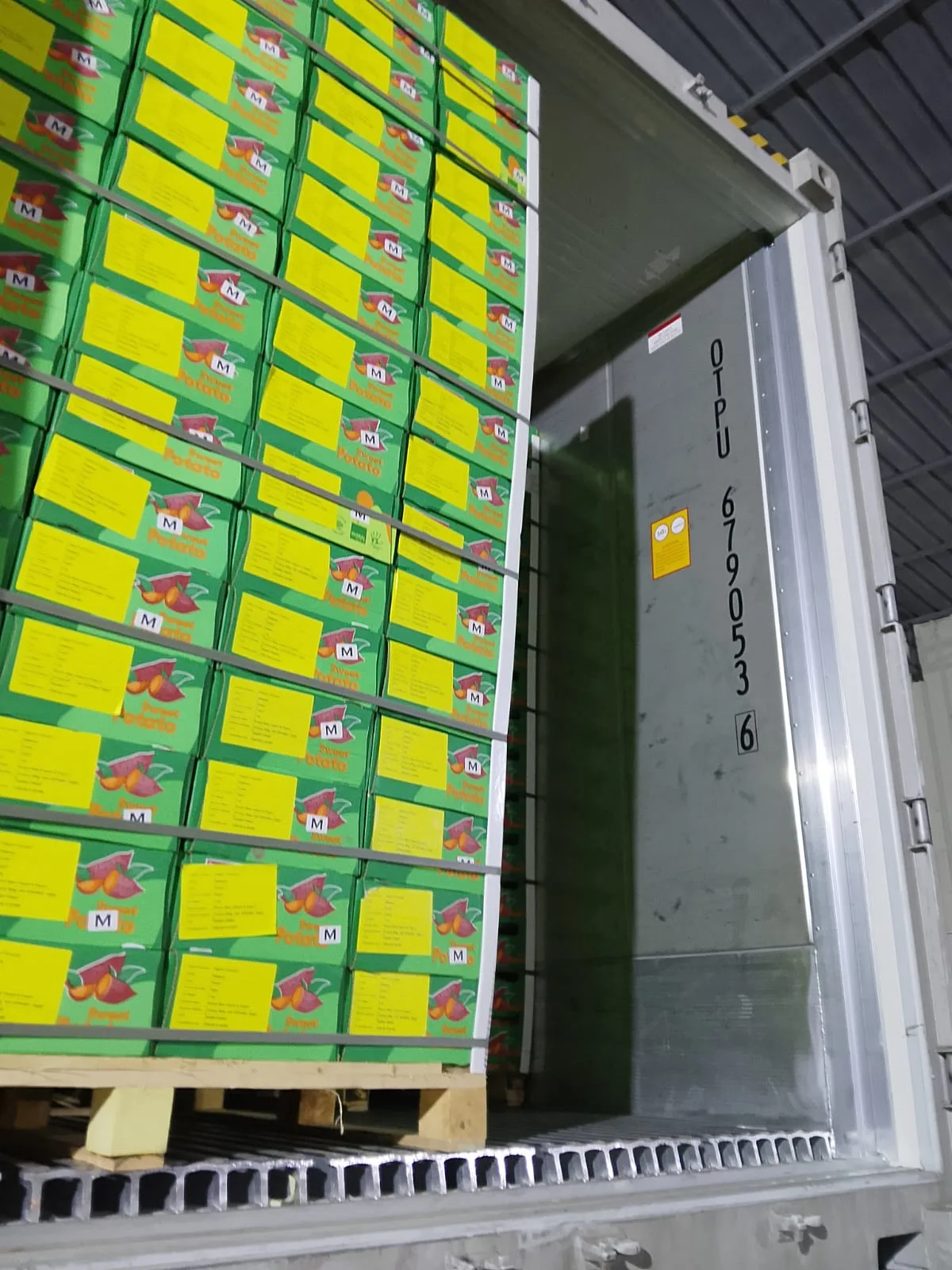 Container loading for Egyptian sweet potato exports
