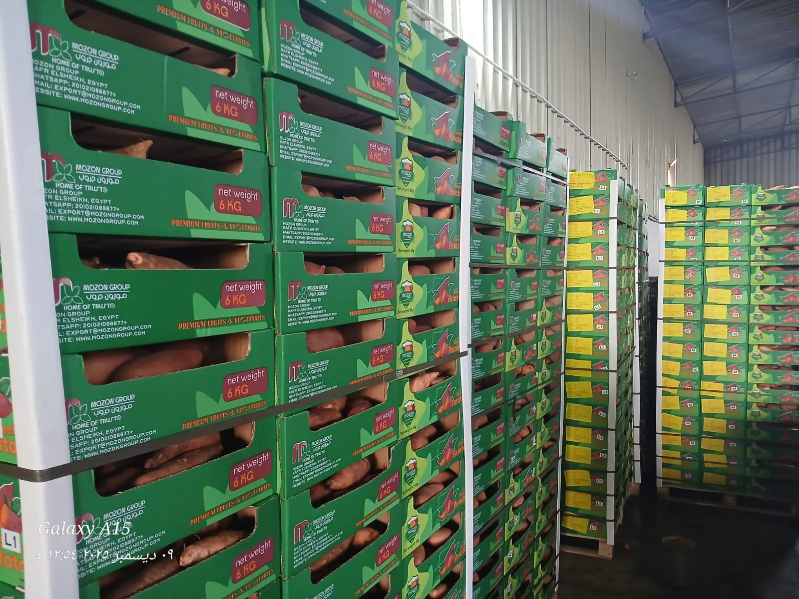 Egyptian sweet potatoes packed and palletized for export